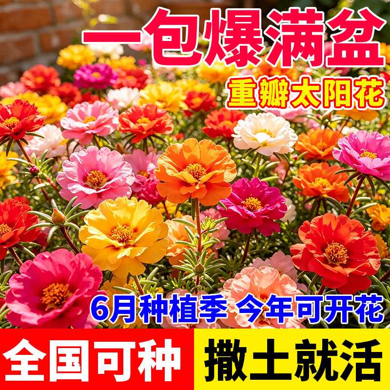 重瓣太阳花种子四季播种撒土就活新手易种室内外庭院花卉种子多色