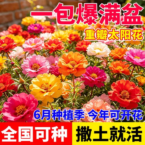 重瓣太阳花种子四季播种撒土就活新手易种室内外庭院花卉种子多色