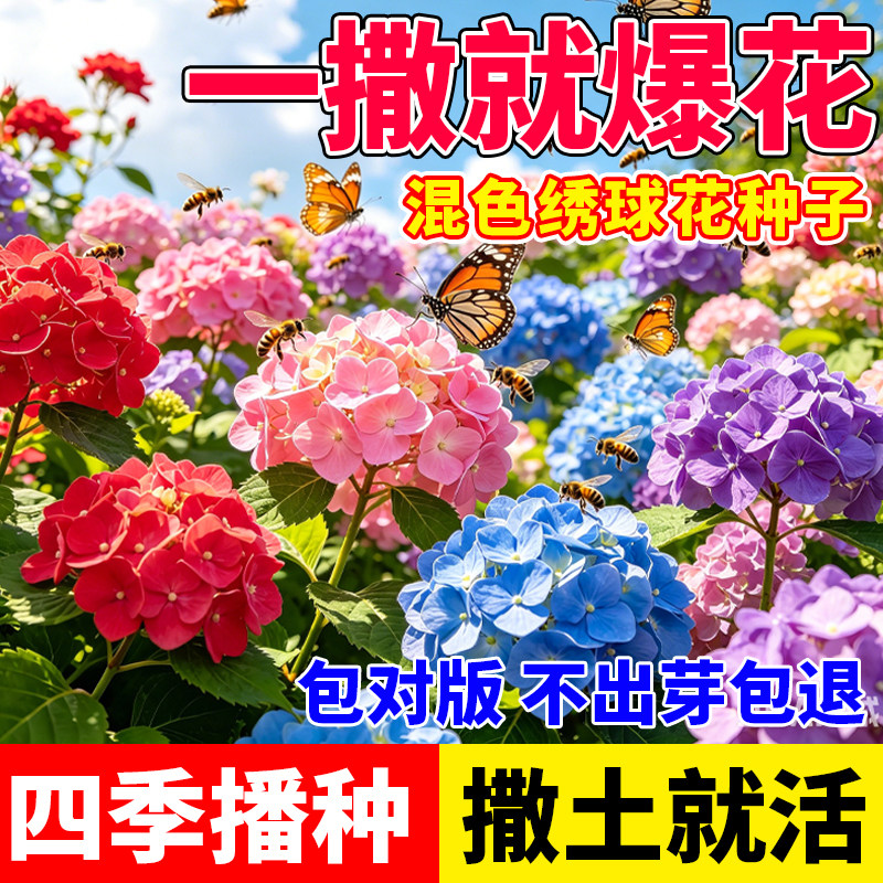 重瓣绣球花种子四季开花种籽混色绣球花阳台庭院盆栽花卉四季可种图片