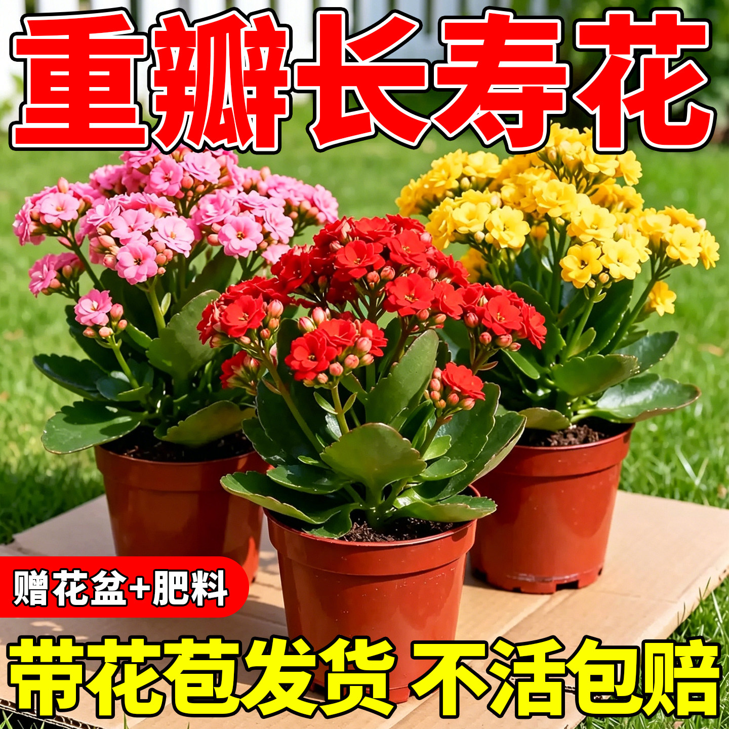 长寿花重瓣大花花苗带花苞盆栽室内多年好养的花卉绿植金狐狸