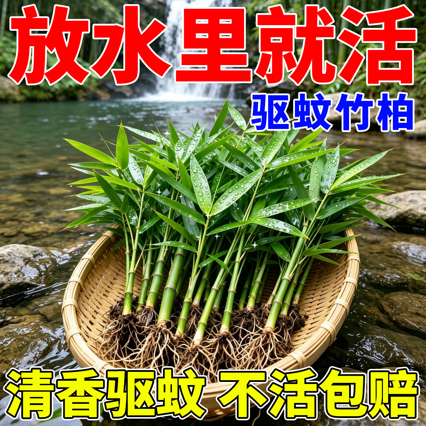 水培竹柏驱蚊植物大苗室内桌面盆栽水养竹子四季好养活办公绿植