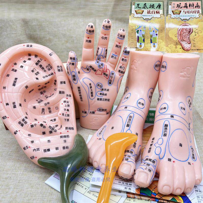 手足耳一套人体部位穴位模型耳部教学标本/模型