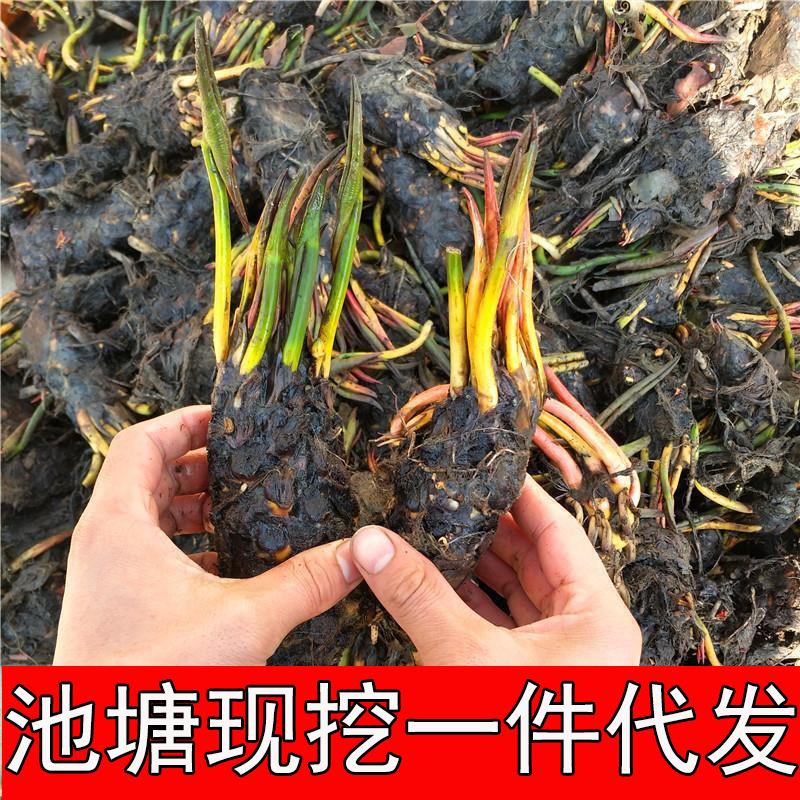 大睡莲根块池塘睡莲花水培植物莲花盆栽水养花卉荷花根茎带花苞