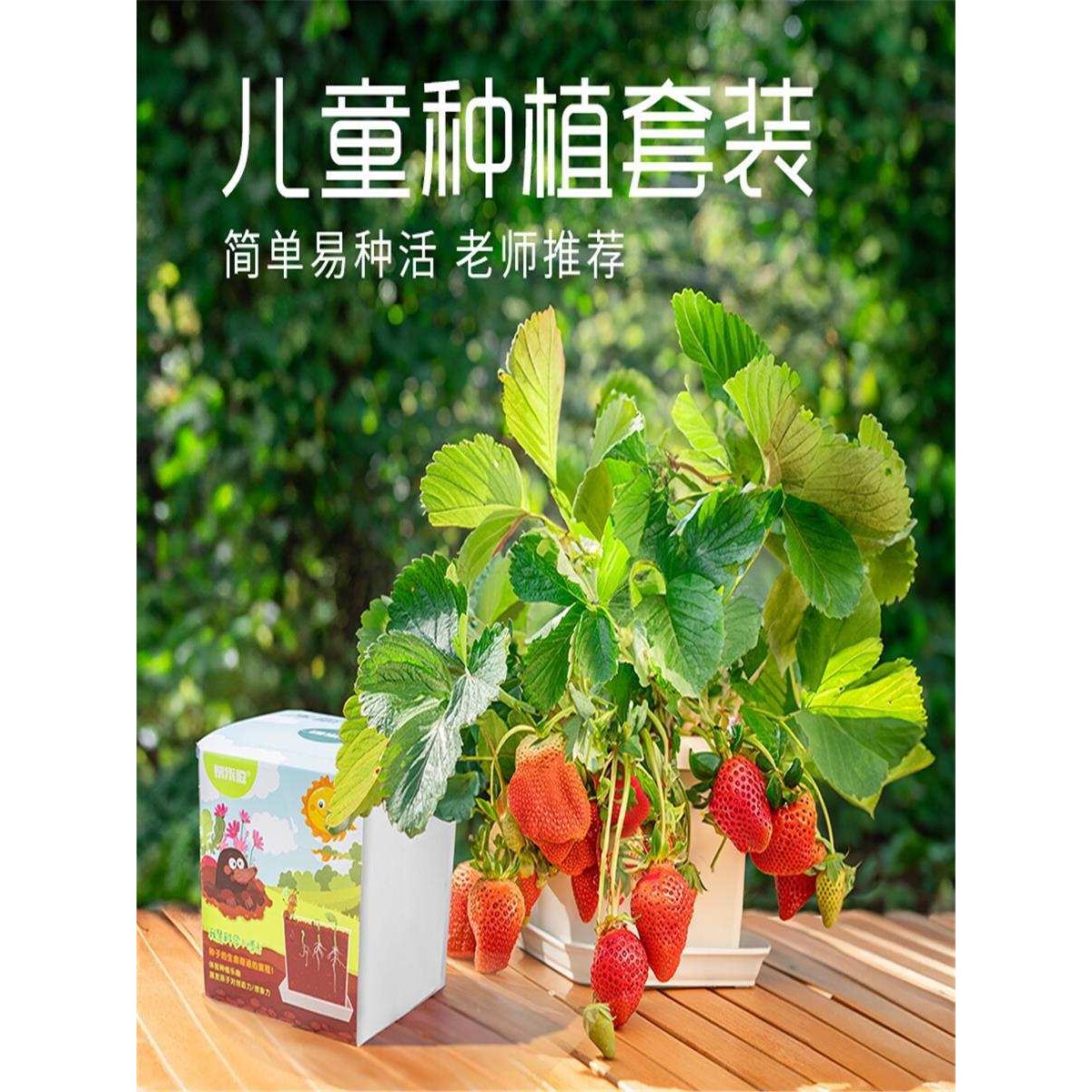 儿童种植小盆栽向日葵种孑草莓凤仙花种籽小学生观察根系生长套装