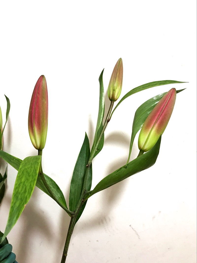 家庭办公室长花期插花 罗宾娜红百合 0枝1假日生期好心情花艺速递