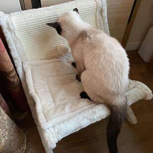 宠物猫咪沙发床猫晒太阳椅子窗台睡觉躺椅猫床剑麻猫抓板猫窝睡床