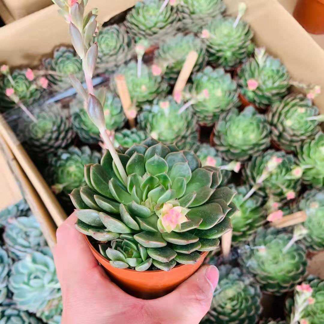 【基地直供】多肉植物花卉盆栽 居家花卉植物盆栽 奥利维亚