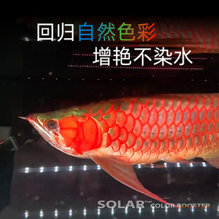 尼奥SOL雷龙鱼专用灯日光发色灯防水灯LED鱼缸灯金龙鱼增艳增色