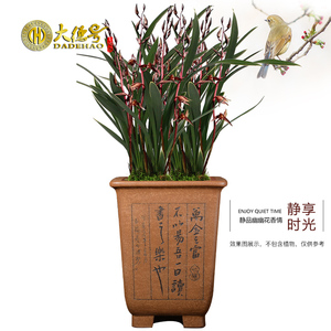 四方形紫砂花盆 粉浆手树刻绘君子兰兰花花盆榕工松树铁树盆景盆