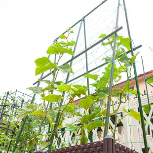 园艺支架杆植钢管豆角黄瓜爬藤支撑包架子庭院塑物番茄固定爬藤架