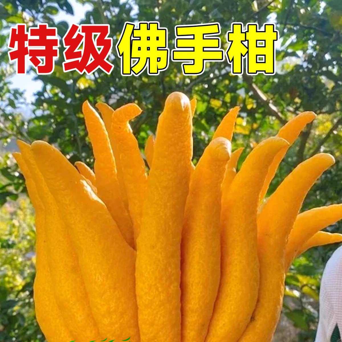 佛手柑水培植物鲜果桌面闻香观赏摆件室内水养绿植新鲜超级可食用