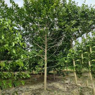 基地直供18-20CM乐昌含笑 全冠切杆乐昌含笑 苗圃量大从优