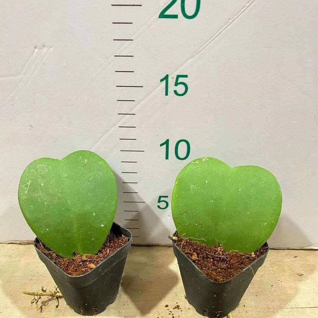 【基地直供】家居植物花卉盆栽 仙人掌多肉植物盆栽 一片心