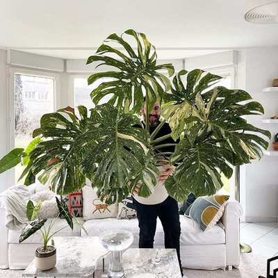 洒金龟背竹白龟 ins风网红进口绿植盆栽室内阳台观叶植物 露露花