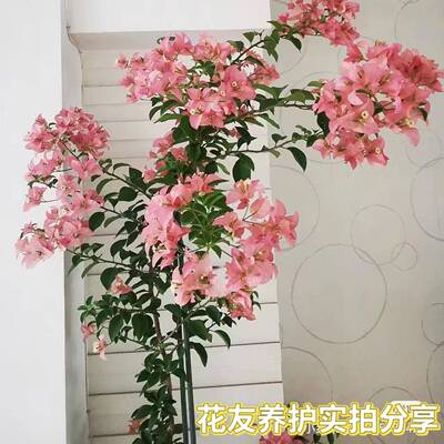 卡亚窗台塔庭院好养阳台三角梅马斯苏瓦绿樱开花高飘枝娜四季