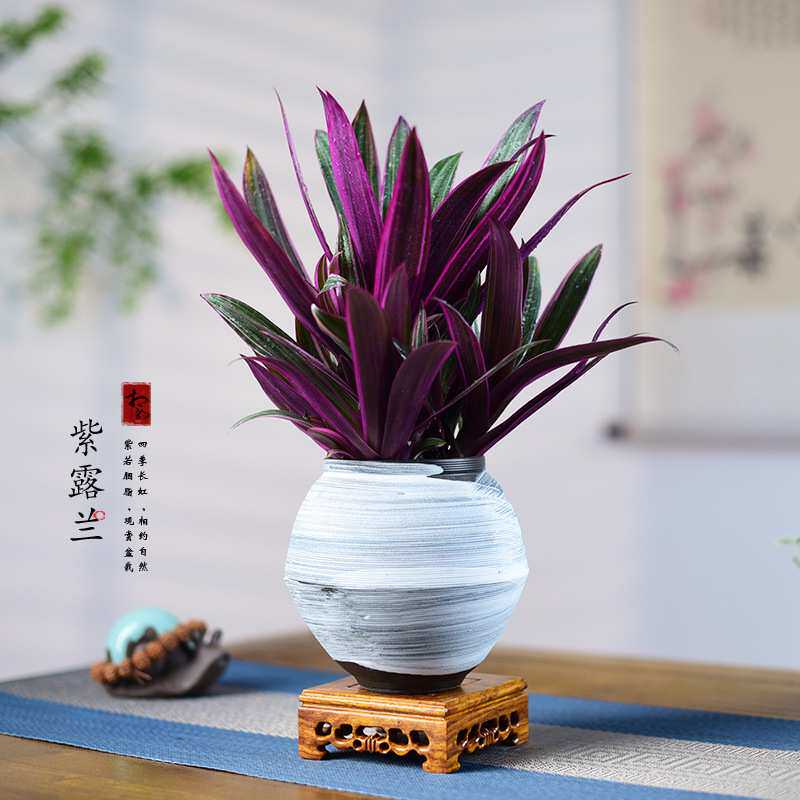 紫露兰盆栽网红植物好养油画婚礼吊兰花卉桌面多肉办公室绿植送礼