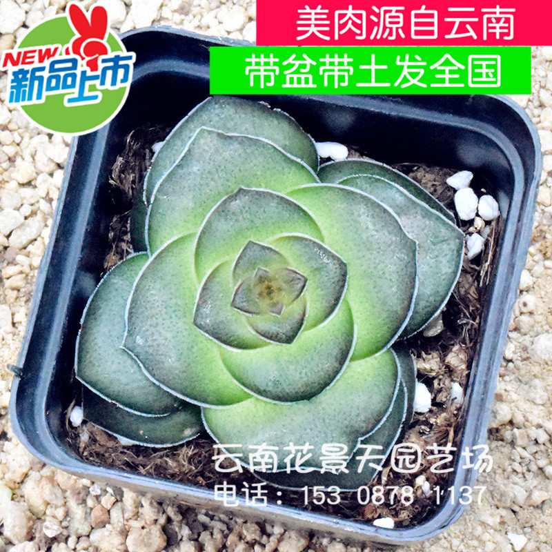 巴多肉植物办公室绿植盆栽云南多肉植物 基地大棚肉肉植物盆景