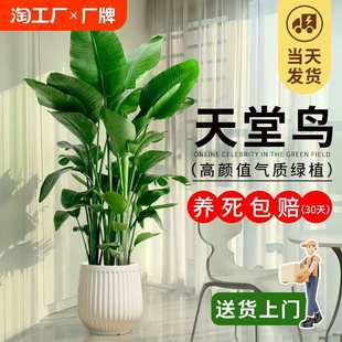 客厅大型落地绿植物室内旺宅好养活办公室花卉盆栽摆放家里大气