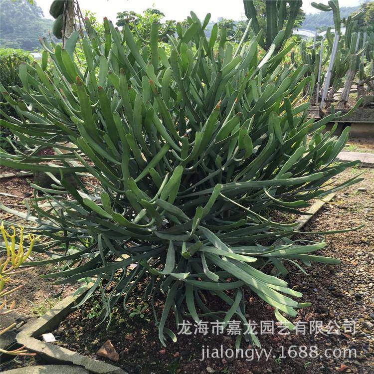 硬叶麒麟沙生植物户外园林景观漳州花卉生产基地沙生植物景观设计