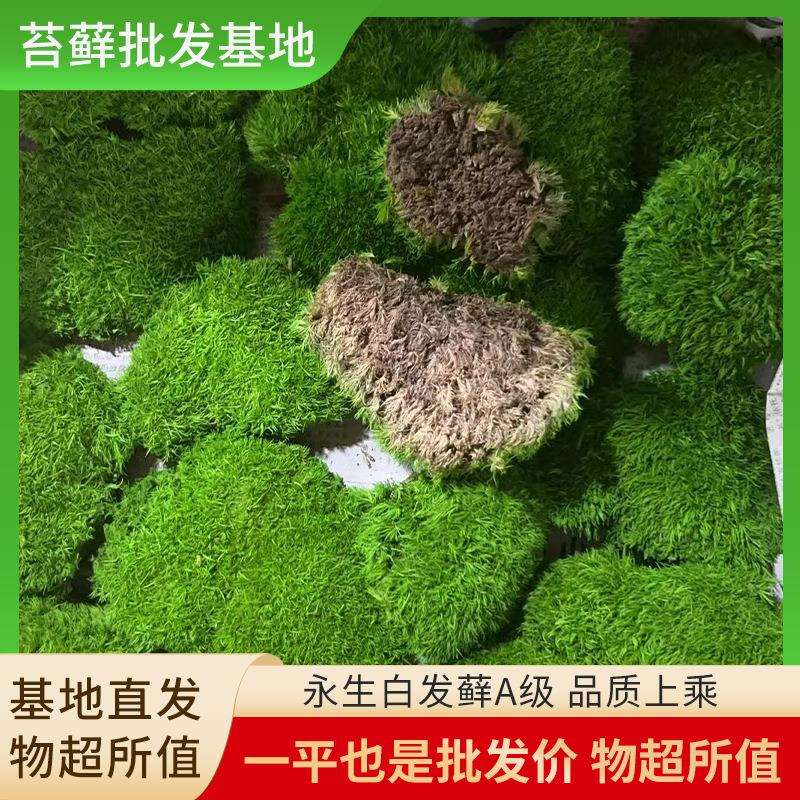 青苔藓鲜活微景观工程绿植盆景素材新鲜永生白发A级阴干青苔