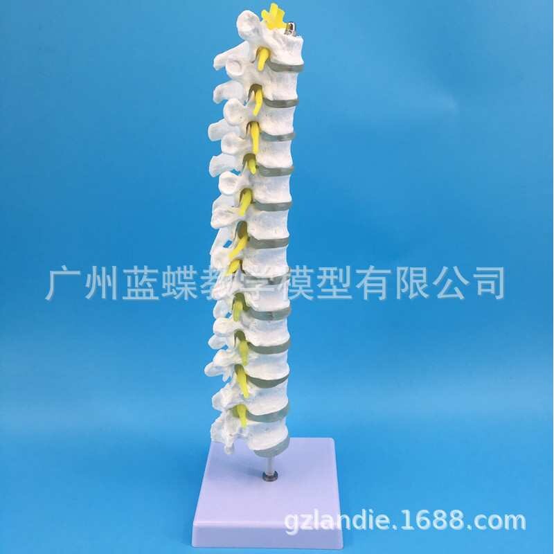 胸椎带椎间盘与脊神经 人体胸椎骨 脊椎骨模型 全胸段脊椎排列