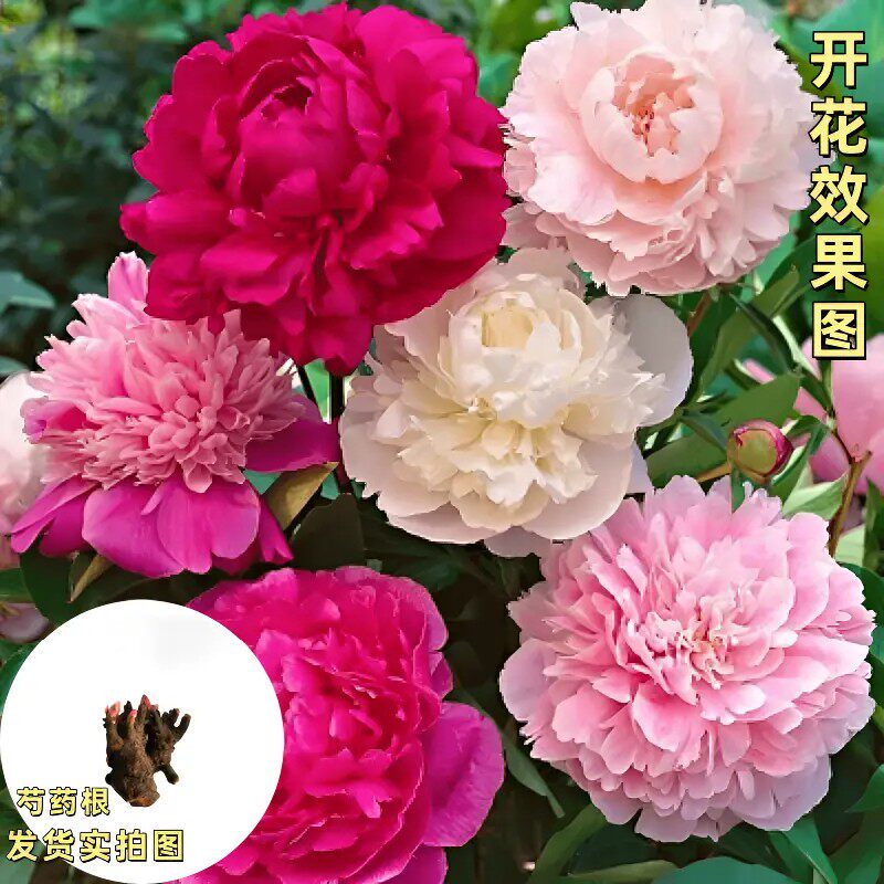 【下单立减50】芍药根重瓣芍药花苗种根花卉盆栽浓香芍药花庭院ZP