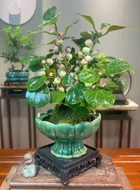 【下单立减50】小盼菩提禅意带花盆绿植盆栽中式室内客厅好养茶QC