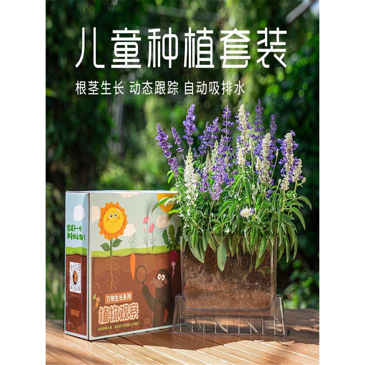 儿童种植小盆栽学生科学实验观察套装透明盆花草六倍利向日葵植物
