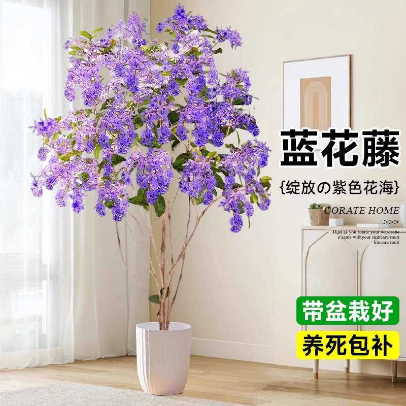 大型紫藤花客厅大盆栽蓝花藤绿植其它元器件