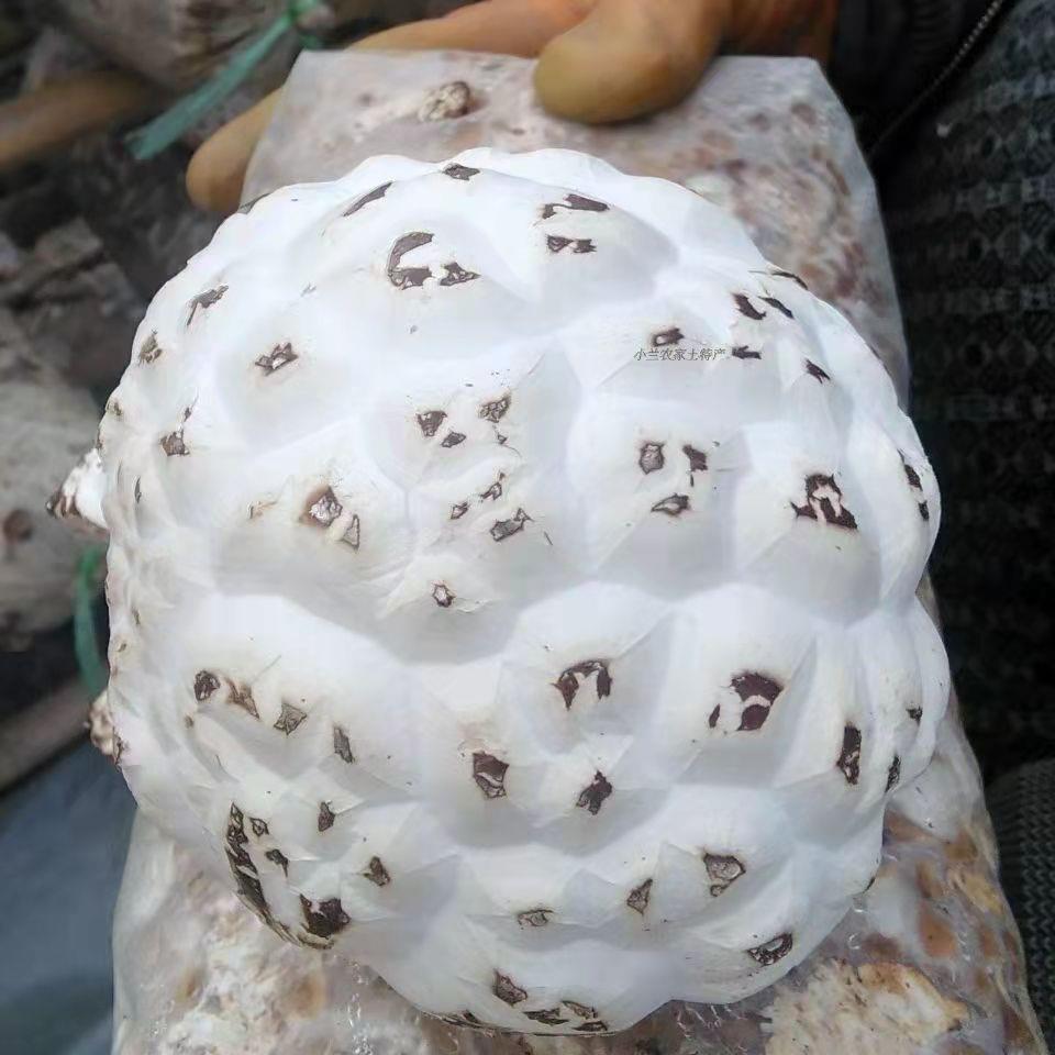 出口天白花菇干货高品质大花菇剪脚冬菇量大从优肉厚蘑菇厂家直销