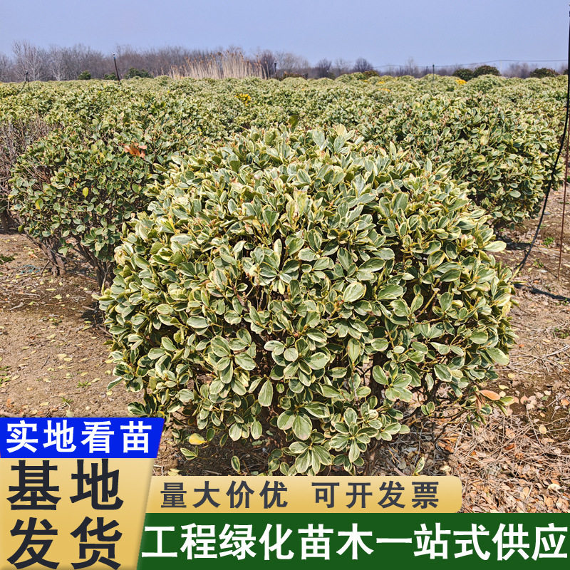 金边黄杨小苗/球耐寒耐旱绿篱色块造型庭院绿化北海道黄杨绿篱