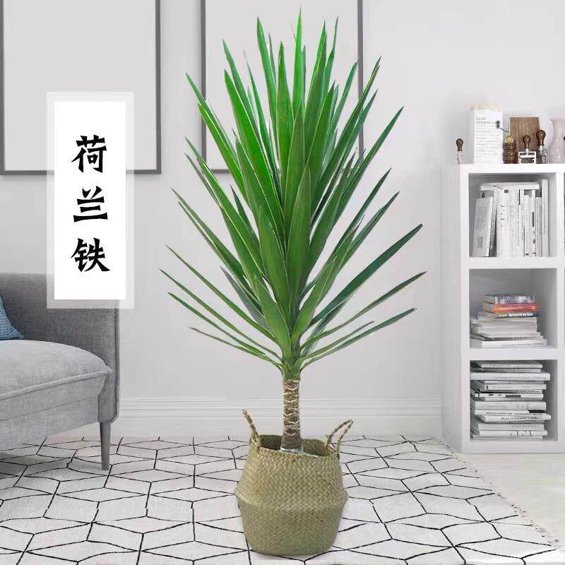 荷兰铁盆景巨丝兰绿植常青盆栽大型观叶植物室内室外含盆带盆新品