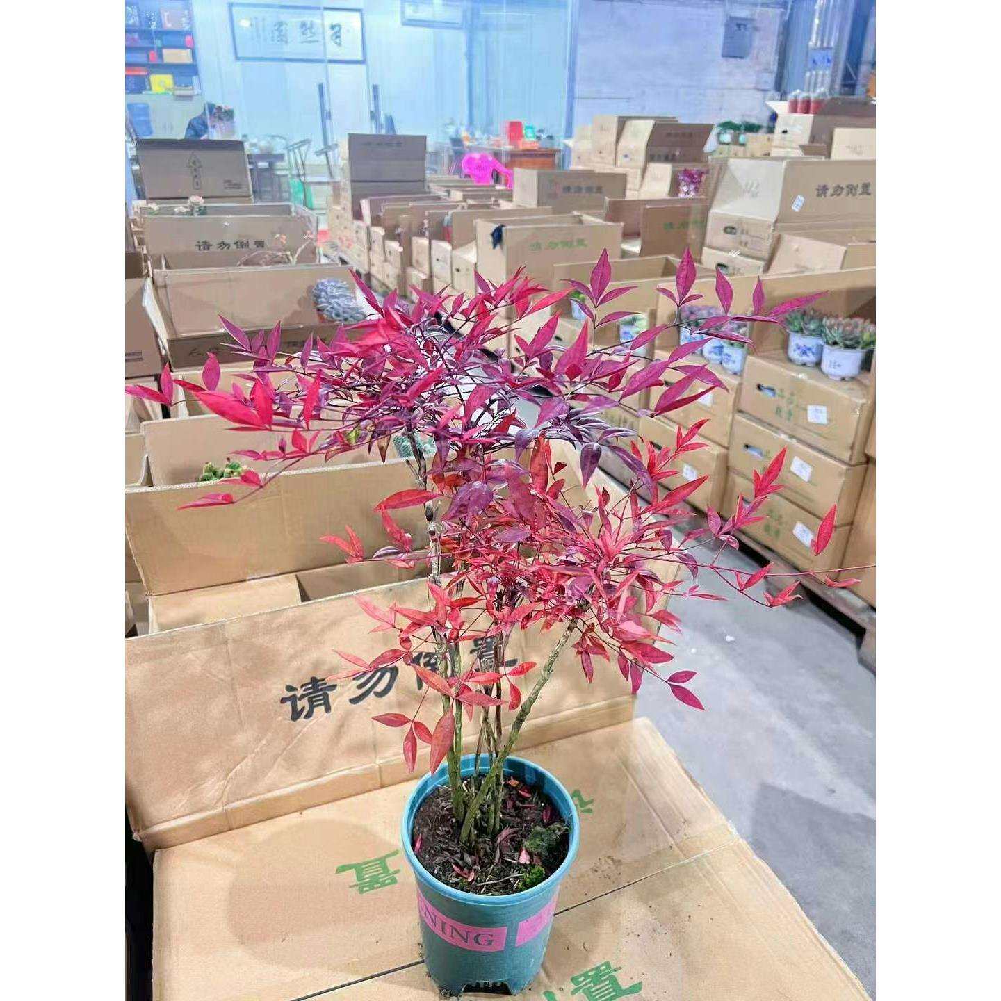 【基地直供】绿植盆栽居家花卉网红 精品1加仑A级控养楠天竹12装