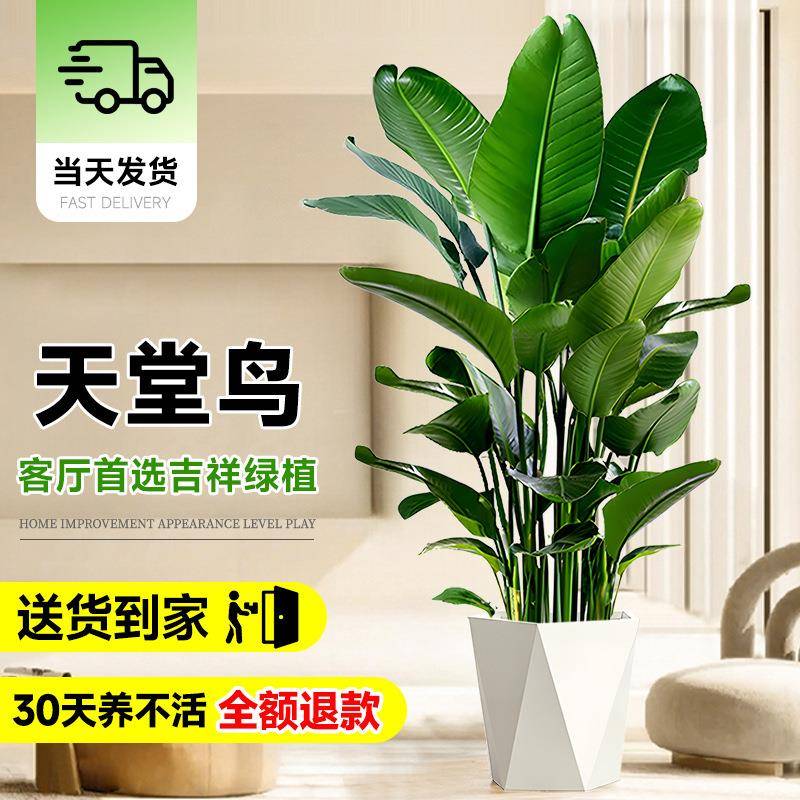 天堂鸟盆栽客厅办公室内大型绿植物落地大叶花卉鹤望兰新房去甲醛