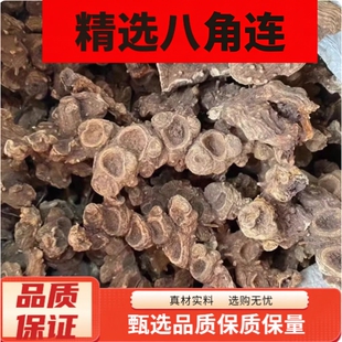 正品八角连中药材官方旗舰店新鲜特级野生金魁独角连早八角一碗水