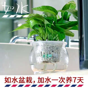 如水盆栽容易养 净化空气绿萝绿箩 水培植物办公室室内桌面小绿植