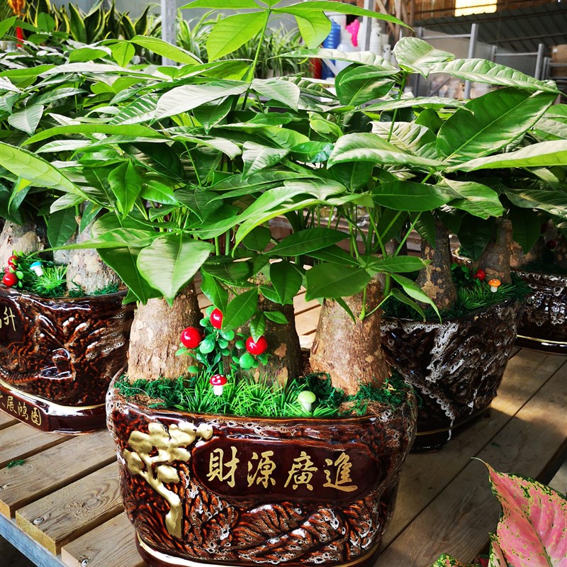 深圳同城包送发财树绿植大小盆栽客厅办公室桌面养眼花卉精品
