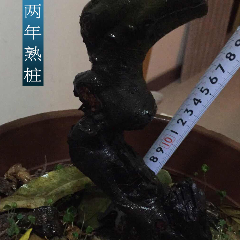 景弹子树桩盆景 黑塔子老桩包金 两年熟桩 母桩公桩 68盆邮