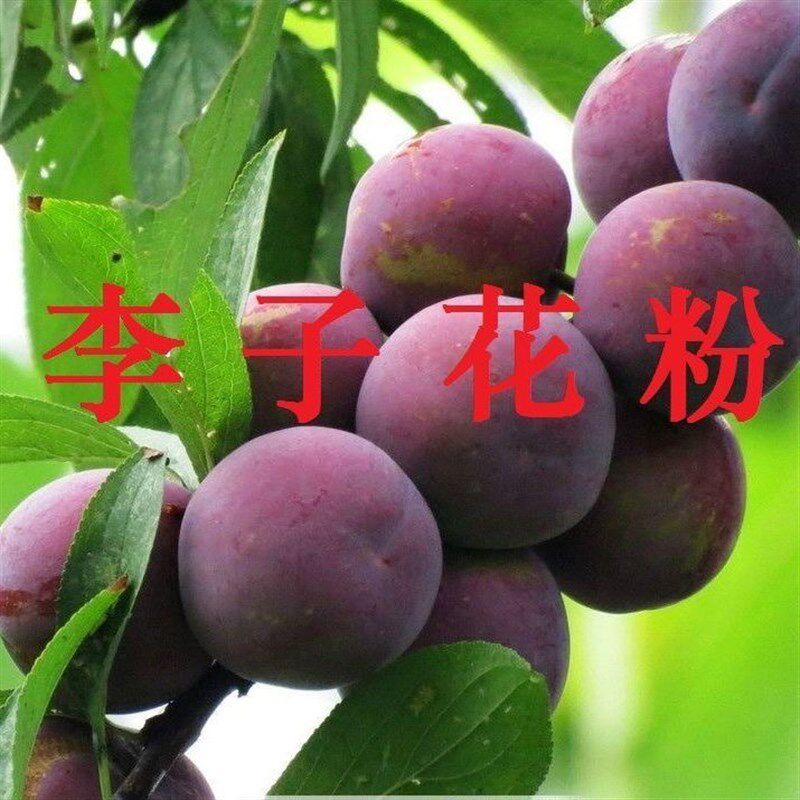 李子龙人工授粉纯花粉五月脆树李花粉奈李恐小蛋李子粉精粉