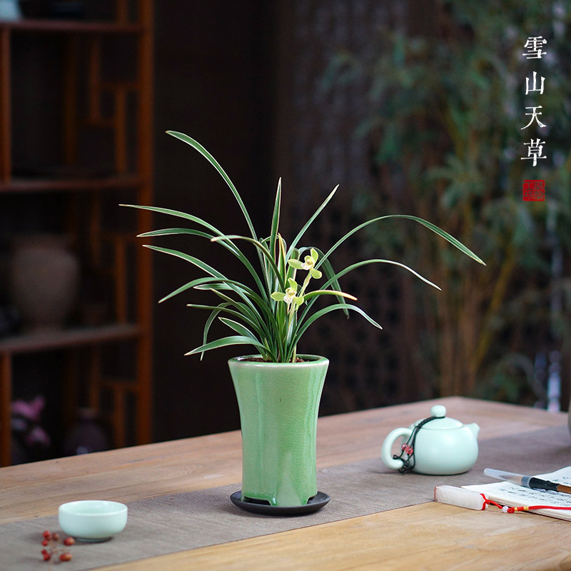 雪山天草盆花兰贵春兰国兰室内办公室书桌面名栽矮种阳台花卉绿植
