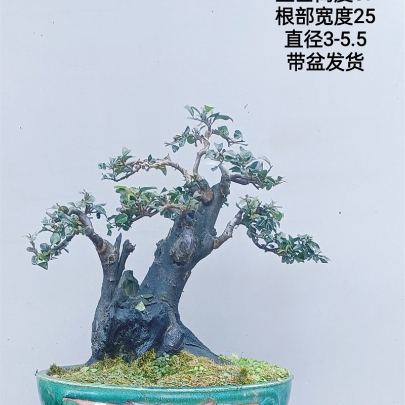 金弹子阳景嫁接桩熟盆母桩血红果桩台绿植