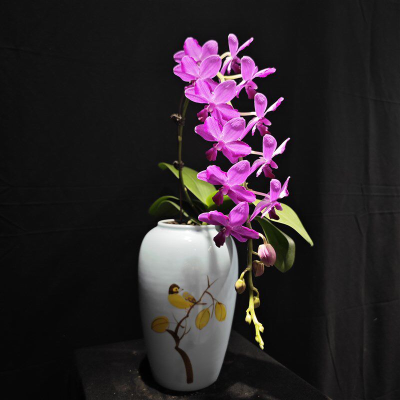 【零度生物】红花晶大壮苗花水朵粒蝶蝴蝶兰续花型超长夏剑