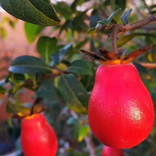 F01~F44四川金弹子带花苞中国红 镇园红 一代纯种母树 成都发货