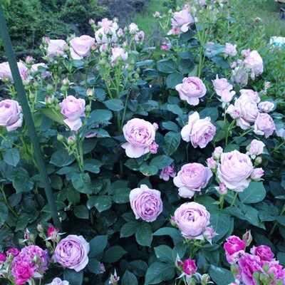 蓝色风暴  丰花精月月季花苗蓝色花苗盆正的紫栽品季-扦插