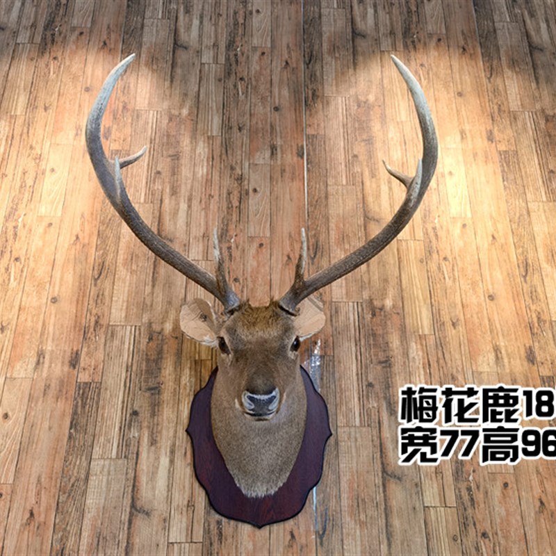 壁挂鹿头梅花鹿真鹿头壁炉玄关客厅背景墙电视墙鹿头挂花鹿小花鹿