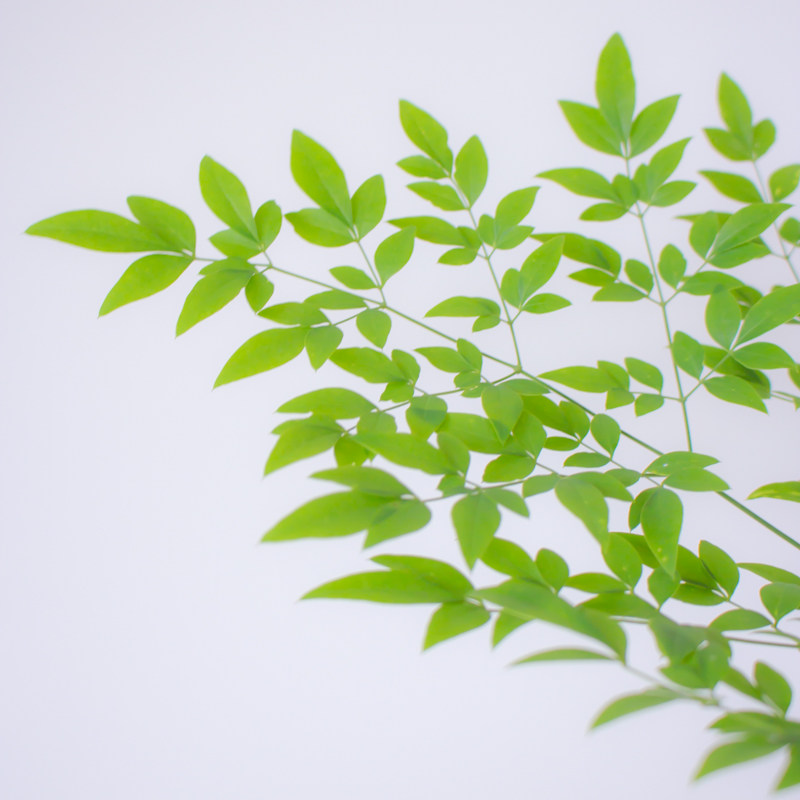 绿天竺鲜切枝条植绿水培植客室内物厅插花马醉木平替南天竹节日