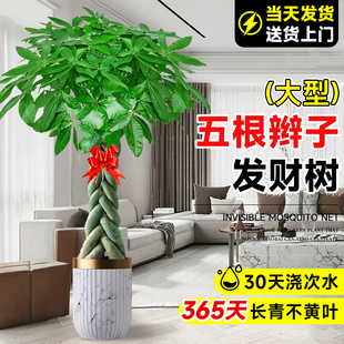 2024新款发财树客厅盆栽五辫子大型绿植乔迁开业送礼大号植物盆景