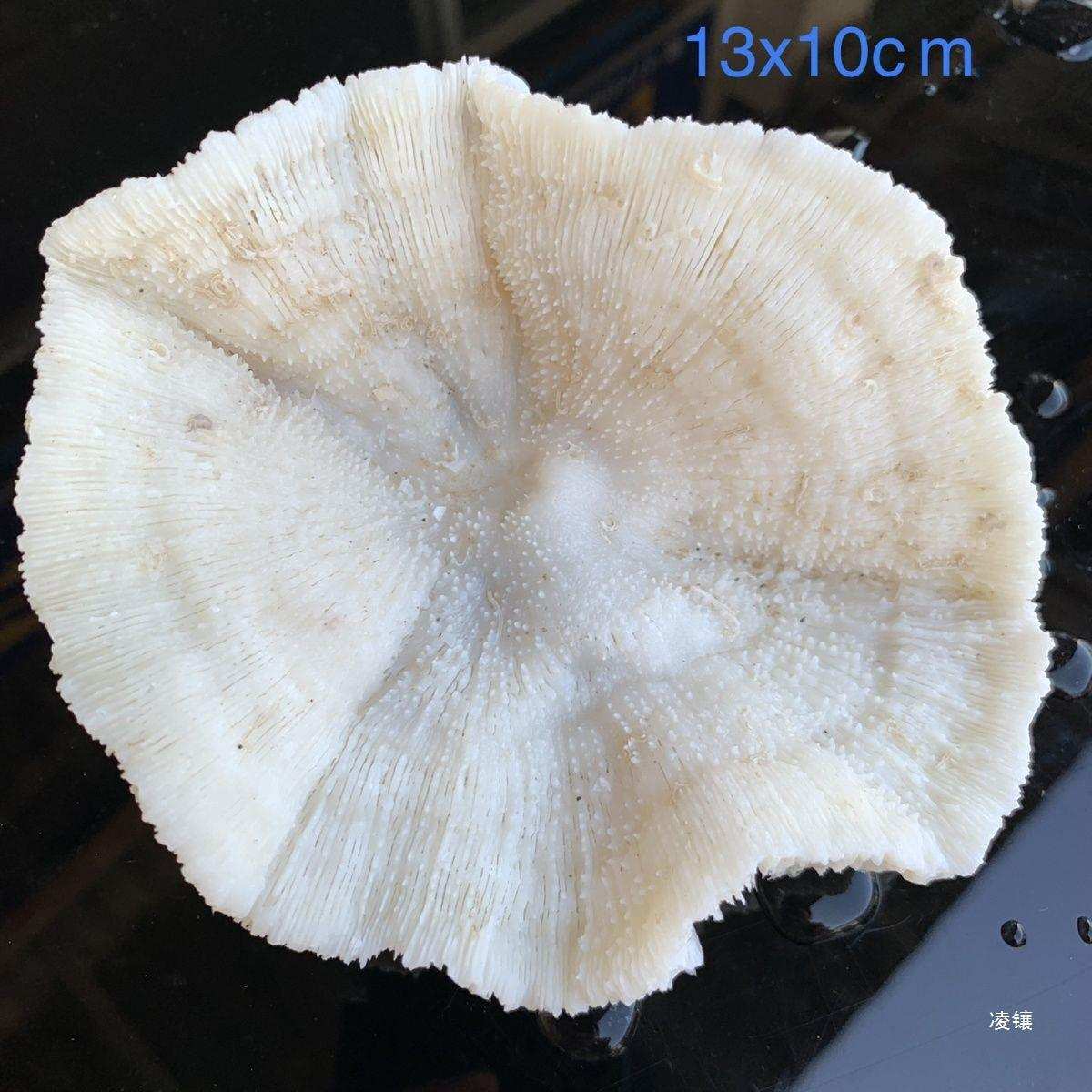 天然海星珊瑚菊花海螺贝壳鱼缸造景水族水族箱道具装饰品摆件橱窗