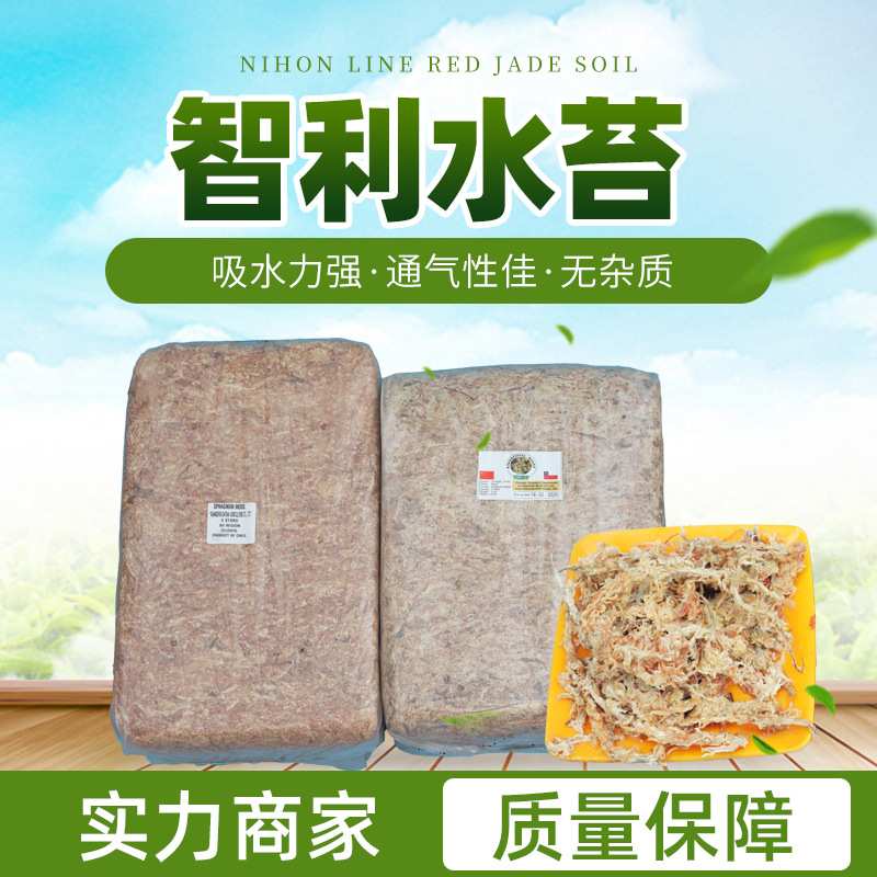 水苔毛毛虫干水苔干苔藓水草兰花爬虫微景观食虫用