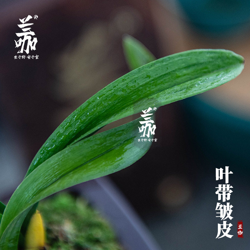 兰咖袖珍兰花草珍珠龙皱皮蛤蟆艺矮送兰兰茶桌花种礼精品绿植花卉